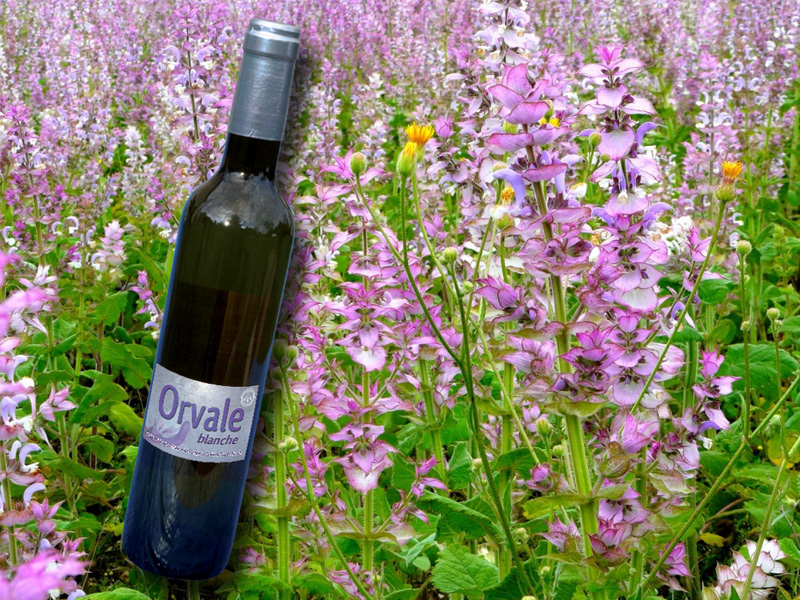 Orvale : boisson aromatisée à la Sauge Sclarée à base de vin