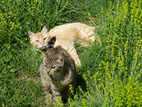 La tribu animale : les chats Myrdhin et Kalan